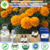 Tinh Dầu Cúc Vạn Thọ - Marigold Giá Sỉ