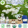 Tinh Dầu Cỏ Thi - Yarrow Giá Sỉ