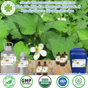 Tinh Dầu Rau Diếp Cá - Houttuynia Cordata Giá Sỉ